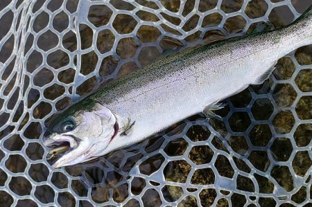 10/16　雨の中でサクラマス連発！ ～フィッシングパーク高島の泉～